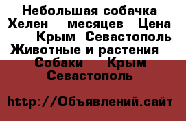 Небольшая собачка Хелен. 7 месяцев › Цена ­ 1 - Крым, Севастополь Животные и растения » Собаки   . Крым,Севастополь